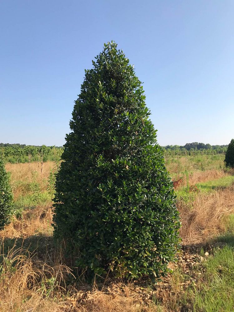 ilex-nellie-r-stevens-holly-nellie-r-stevens-holly