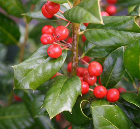 ilex-nellie-r-stevens-holly-nellie-r-stevens-holly