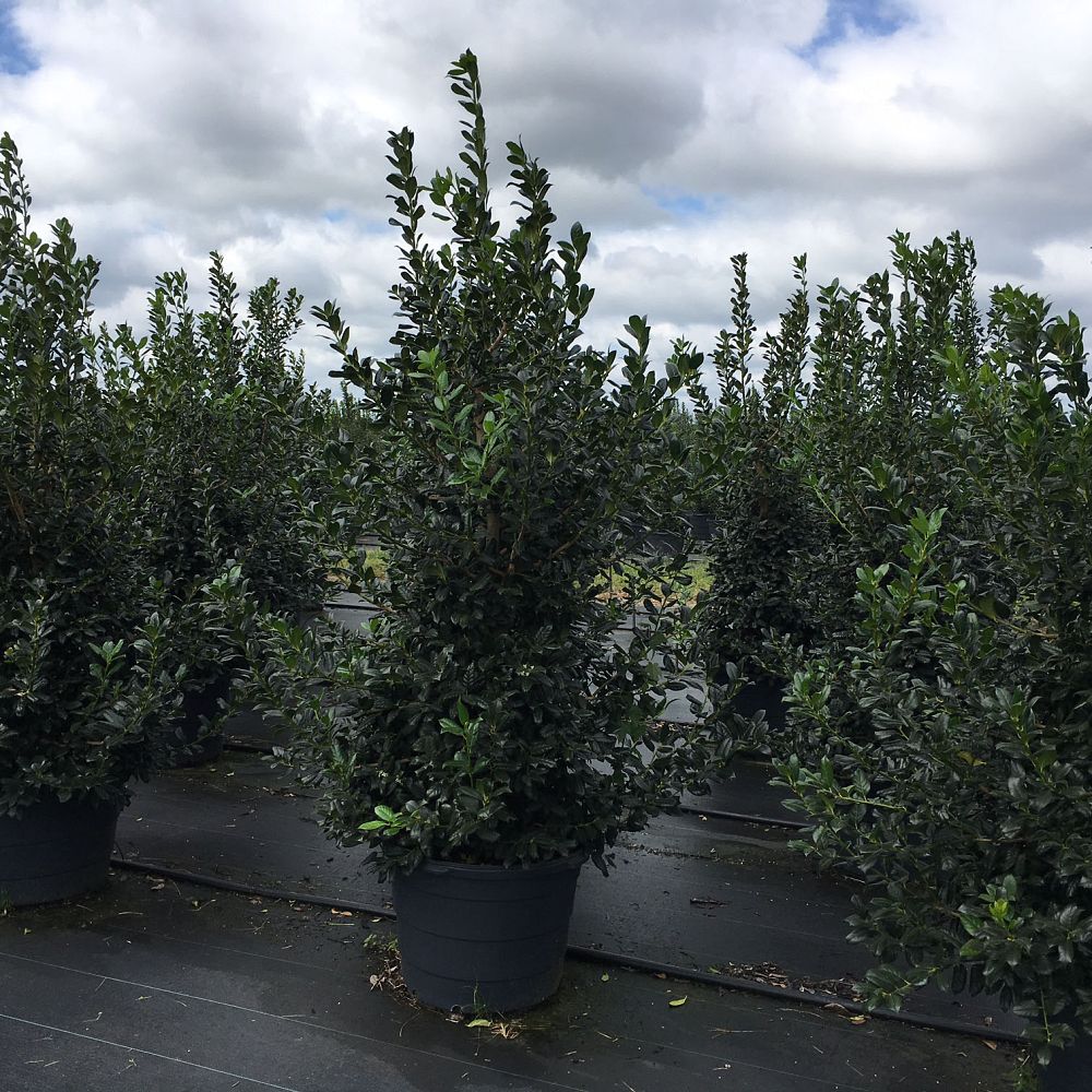 ilex-nellie-r-stevens-holly-nellie-r-stevens-holly