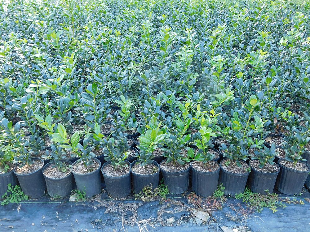 ilex-nellie-r-stevens-holly-nellie-r-stevens-holly