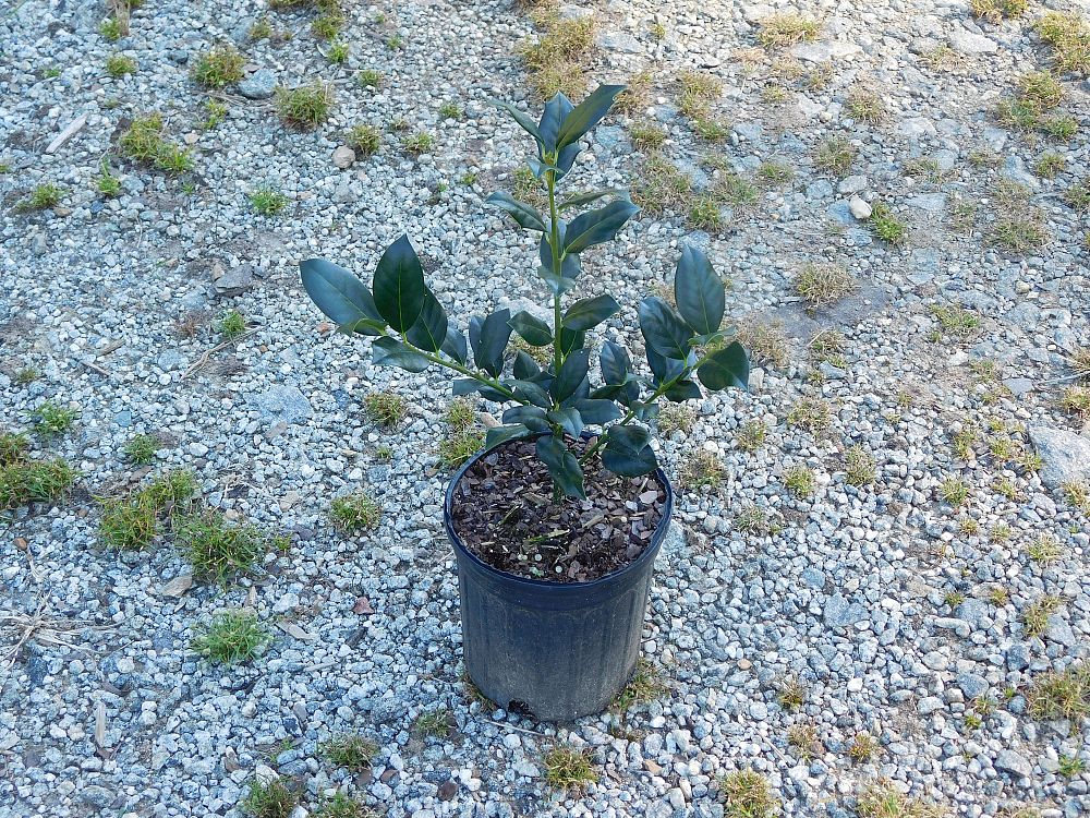 ilex-nellie-r-stevens-holly-nellie-r-stevens-holly