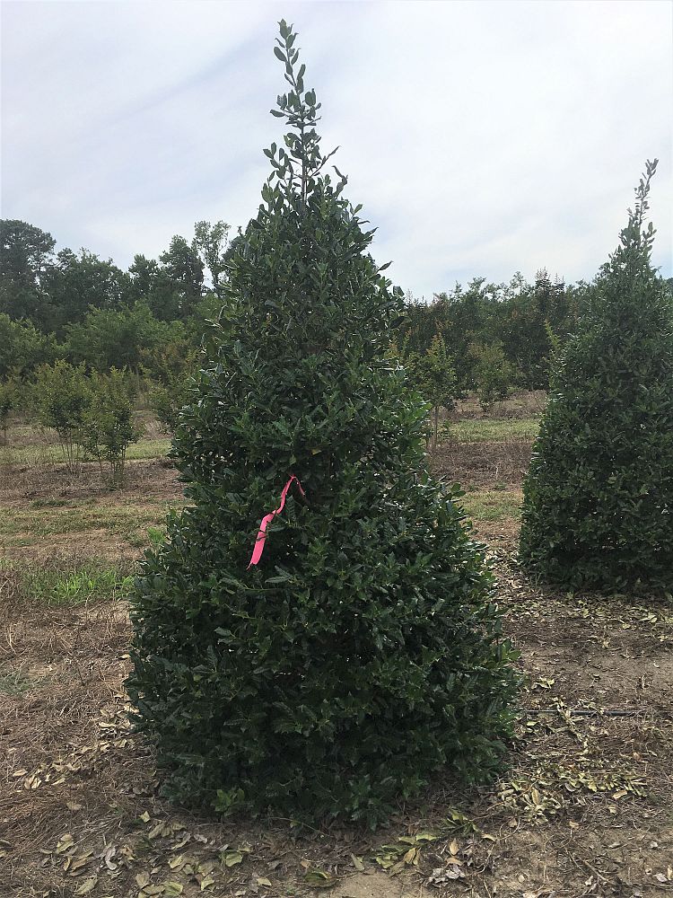 ilex-nellie-r-stevens-holly-nellie-r-stevens-holly