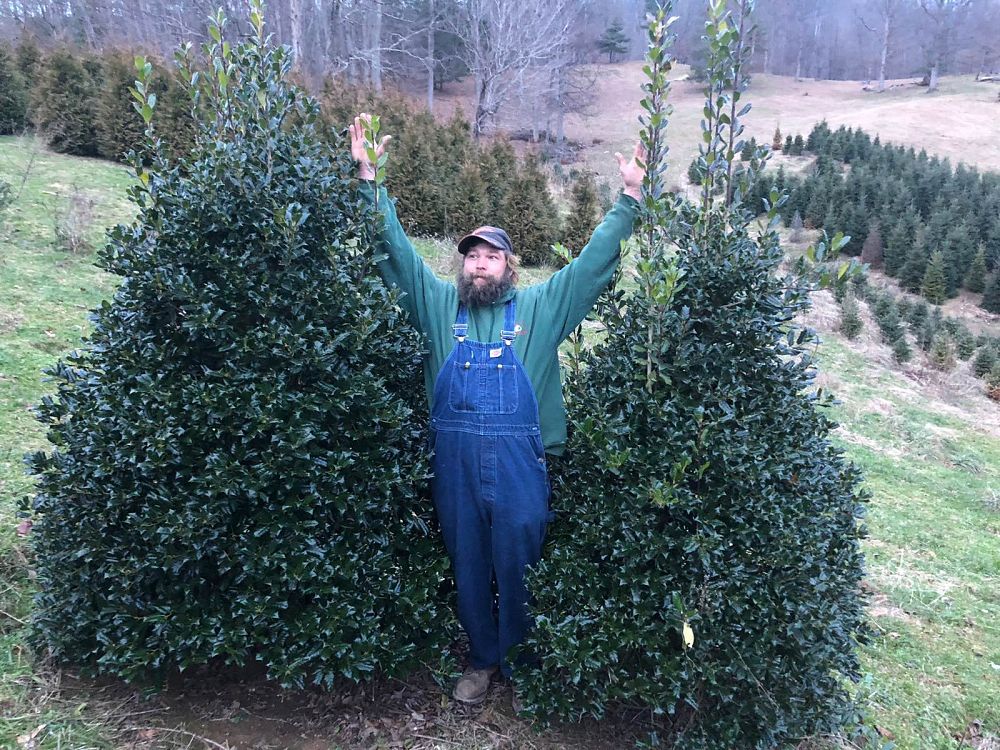 ilex-nellie-r-stevens-holly-nellie-r-stevens-holly