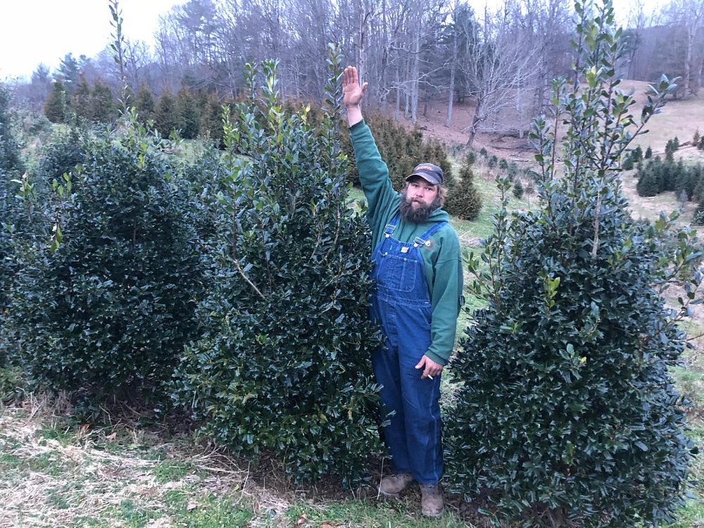 ilex-nellie-r-stevens-holly-nellie-r-stevens-holly