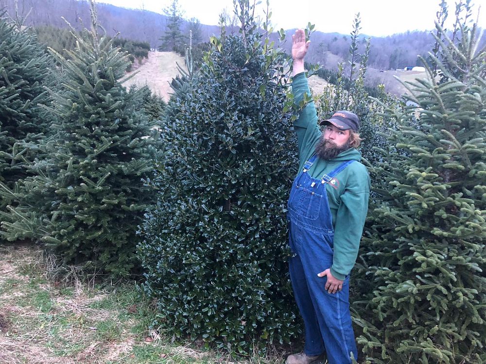 ilex-nellie-r-stevens-holly-nellie-r-stevens-holly