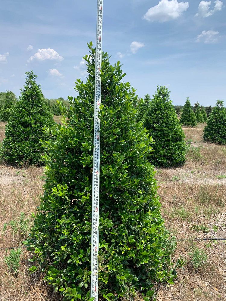 ilex-nellie-r-stevens-holly-nellie-r-stevens-holly