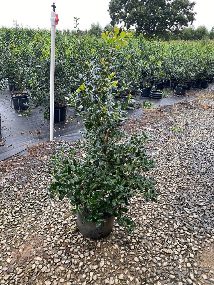 ilex-nellie-r-stevens-holly-nellie-r-stevens-holly