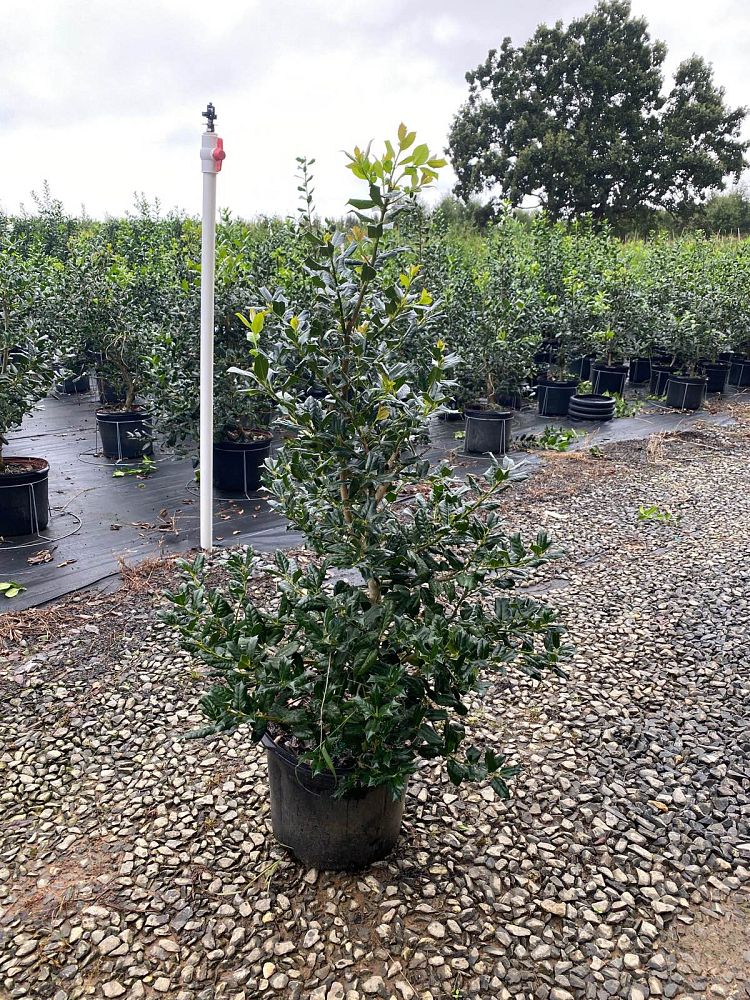 ilex-nellie-r-stevens-holly-nellie-r-stevens-holly