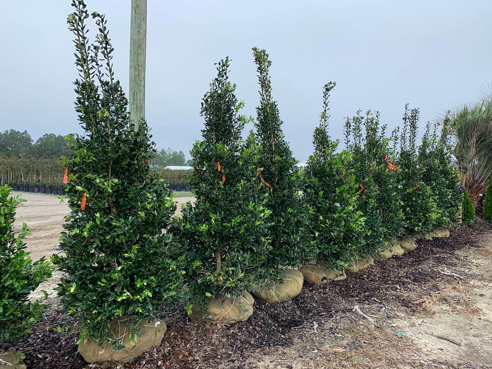 ilex-nellie-r-stevens-holly-nellie-r-stevens-holly