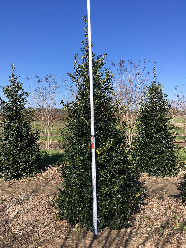 ilex-nellie-r-stevens-holly-nellie-r-stevens-holly