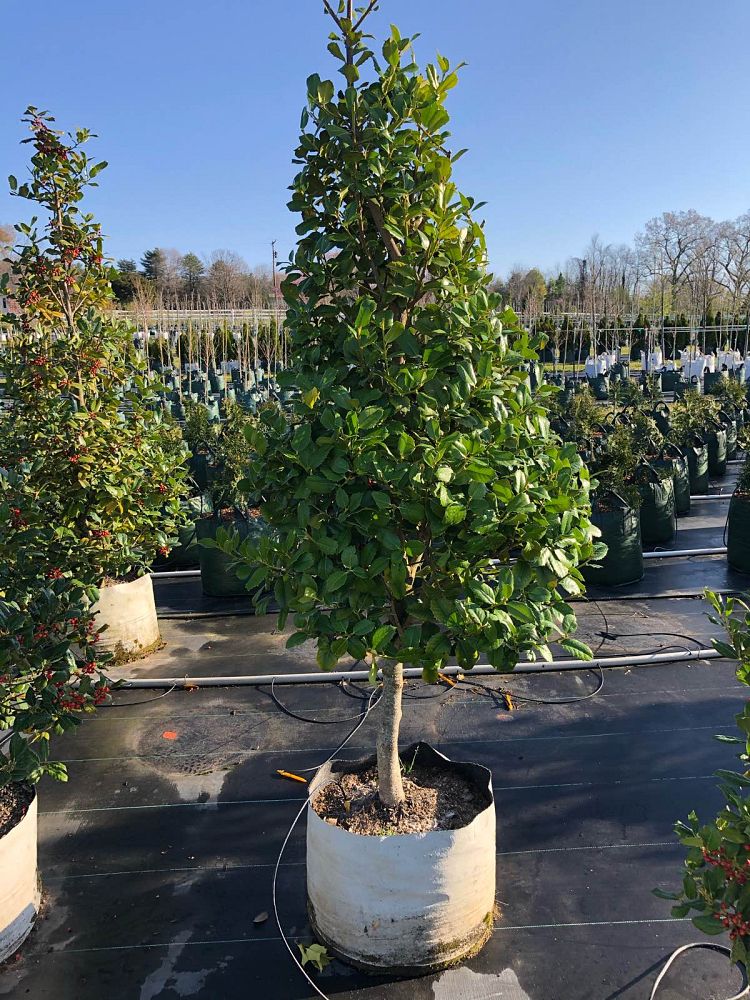 ilex-nellie-r-stevens-holly-nellie-r-stevens-holly