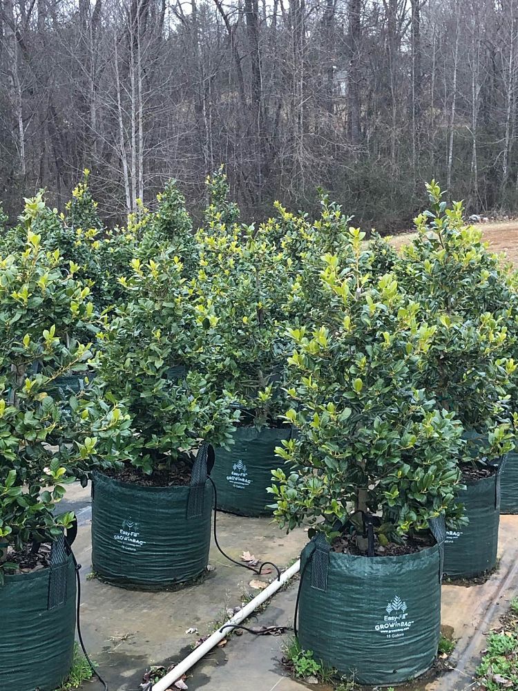 ilex-nellie-r-stevens-holly-nellie-r-stevens-holly