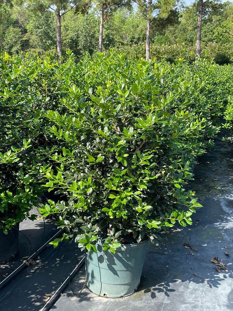 ilex-nellie-r-stevens-holly-nellie-r-stevens-holly
