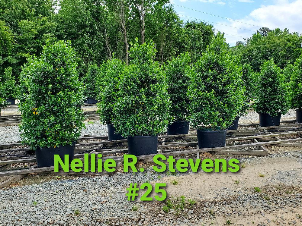 ilex-nellie-r-stevens-holly-nellie-r-stevens-holly