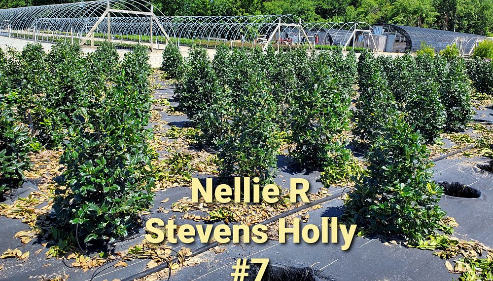 ilex-nellie-r-stevens-holly-nellie-r-stevens-holly