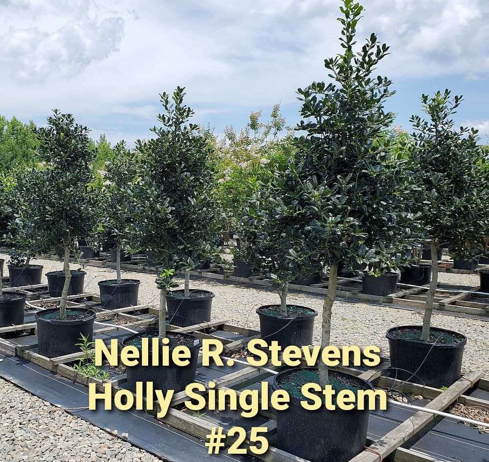 ilex-nellie-r-stevens-holly-nellie-r-stevens-holly