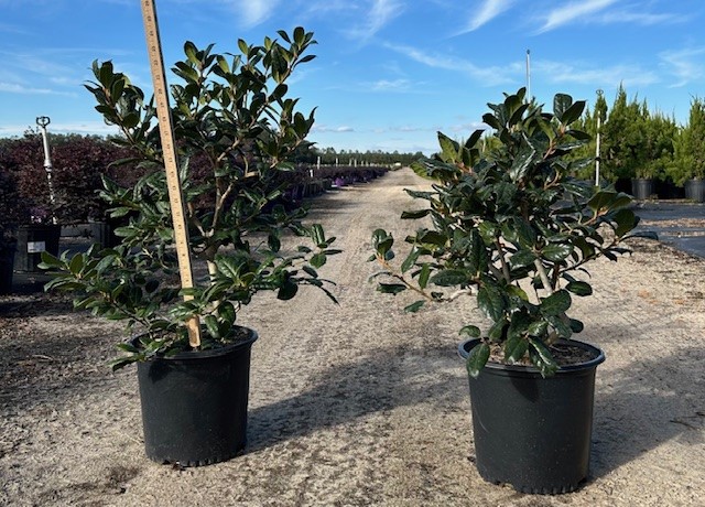 ilex-nellie-r-stevens-holly-nellie-r-stevens-holly