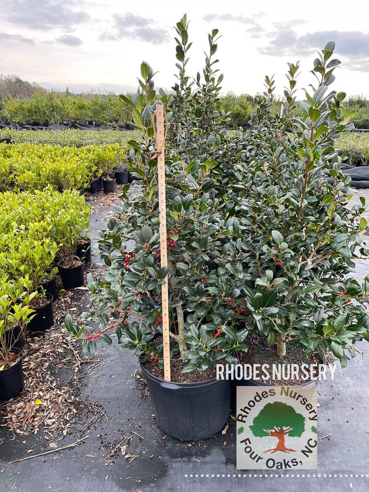 ilex-nellie-r-stevens-holly-nellie-r-stevens-holly
