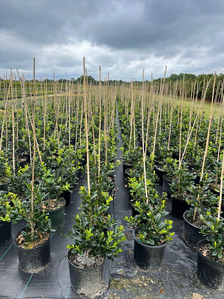 ilex-nellie-r-stevens-holly-nellie-r-stevens-holly