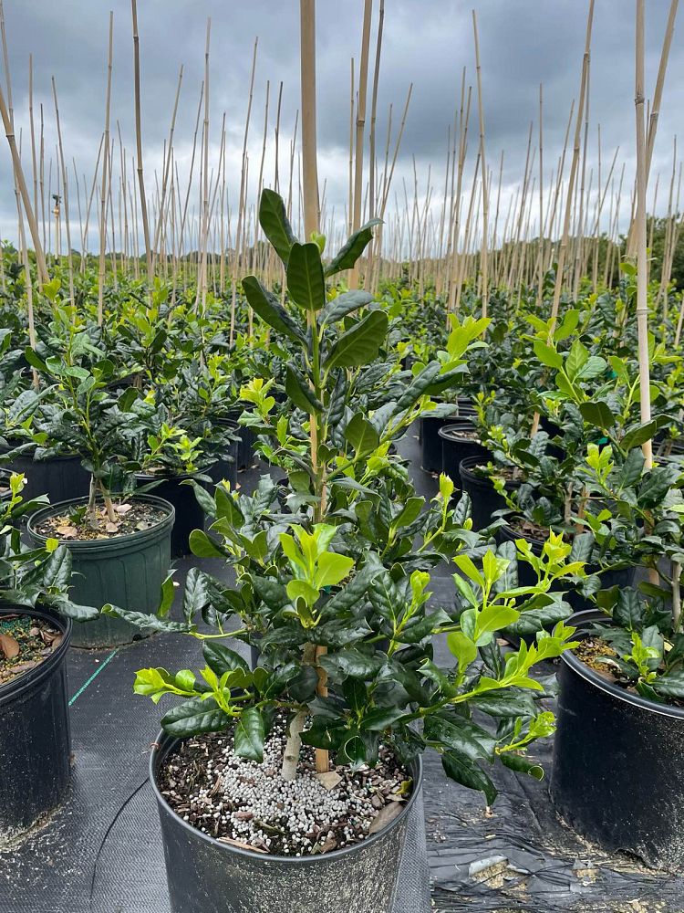 ilex-nellie-r-stevens-holly-nellie-r-stevens-holly