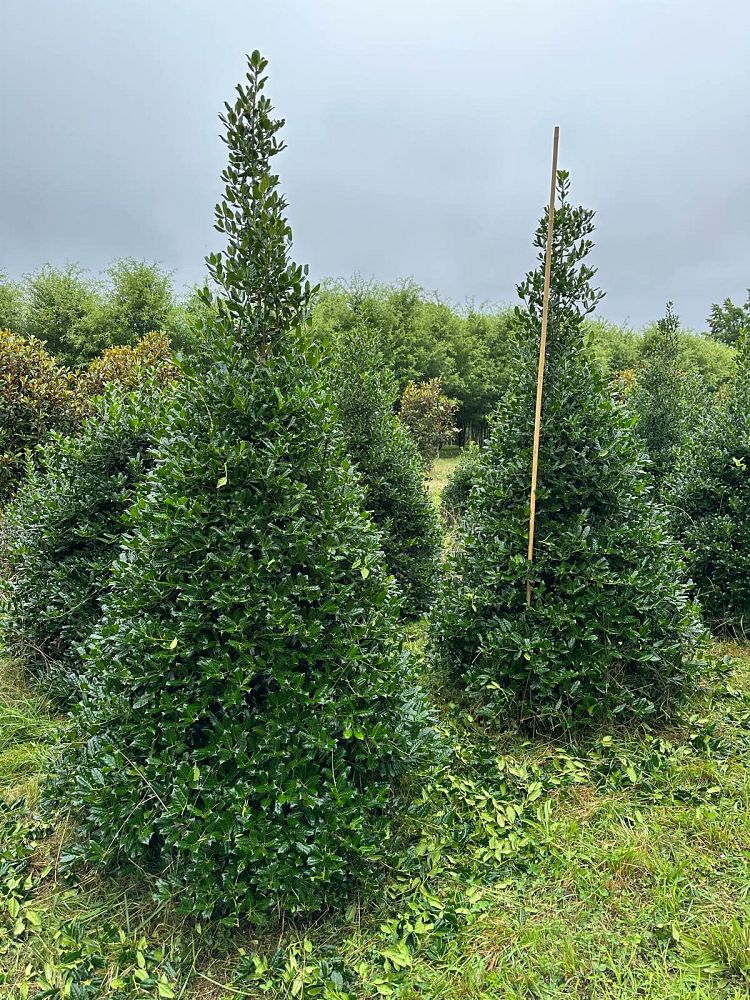 ilex-nellie-r-stevens-holly-nellie-r-stevens-holly