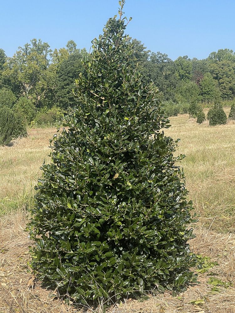 ilex-nellie-r-stevens-holly-nellie-r-stevens-holly