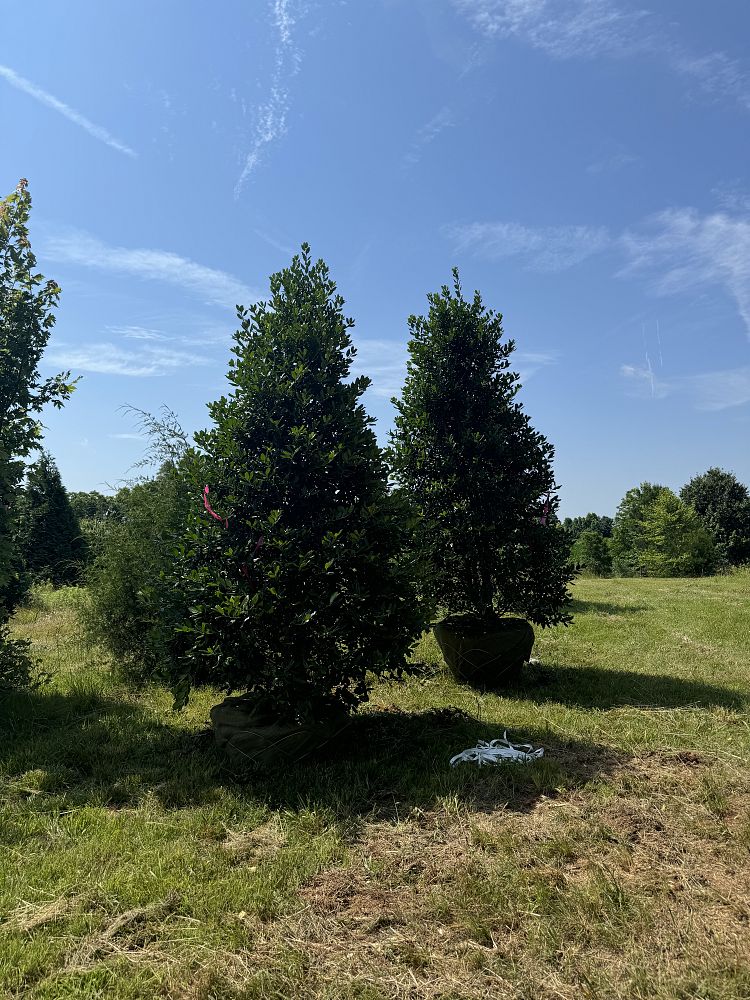 ilex-nellie-r-stevens-holly-nellie-r-stevens-holly