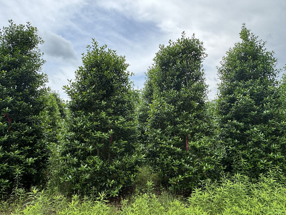ilex-nellie-r-stevens-holly-nellie-r-stevens-holly