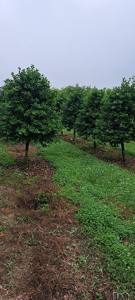 ilex-nellie-r-stevens-holly-nellie-r-stevens-holly