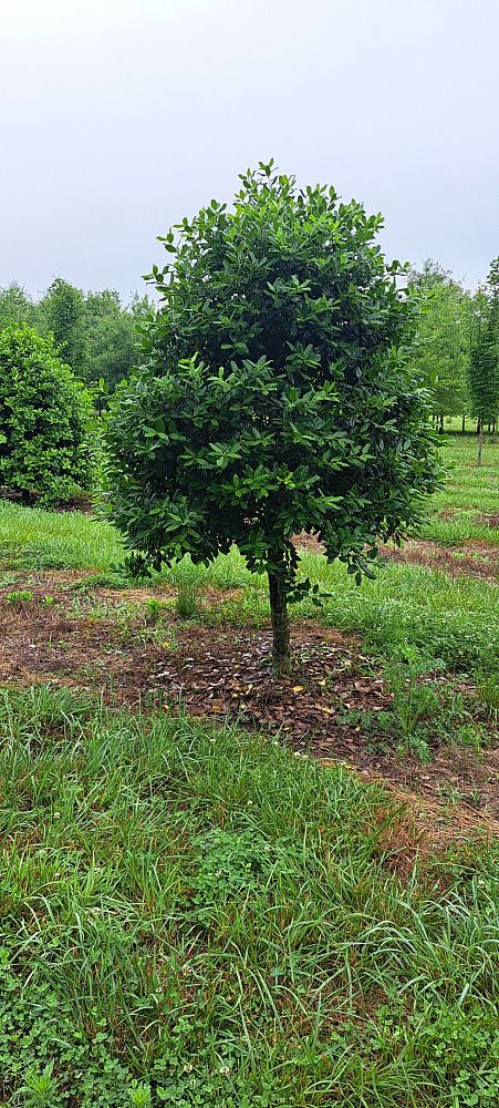 ilex-nellie-r-stevens-holly-nellie-r-stevens-holly