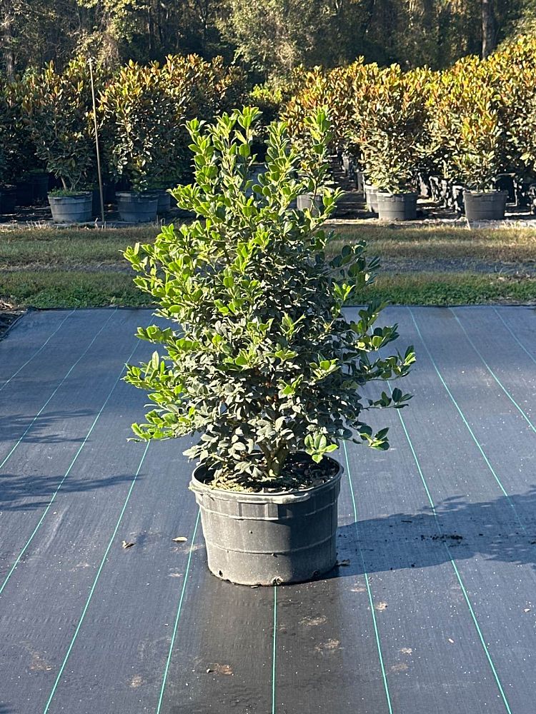 ilex-nellie-r-stevens-holly-nellie-r-stevens-holly