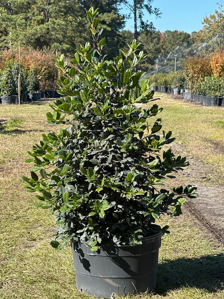 ilex-nellie-r-stevens-holly-nellie-r-stevens-holly