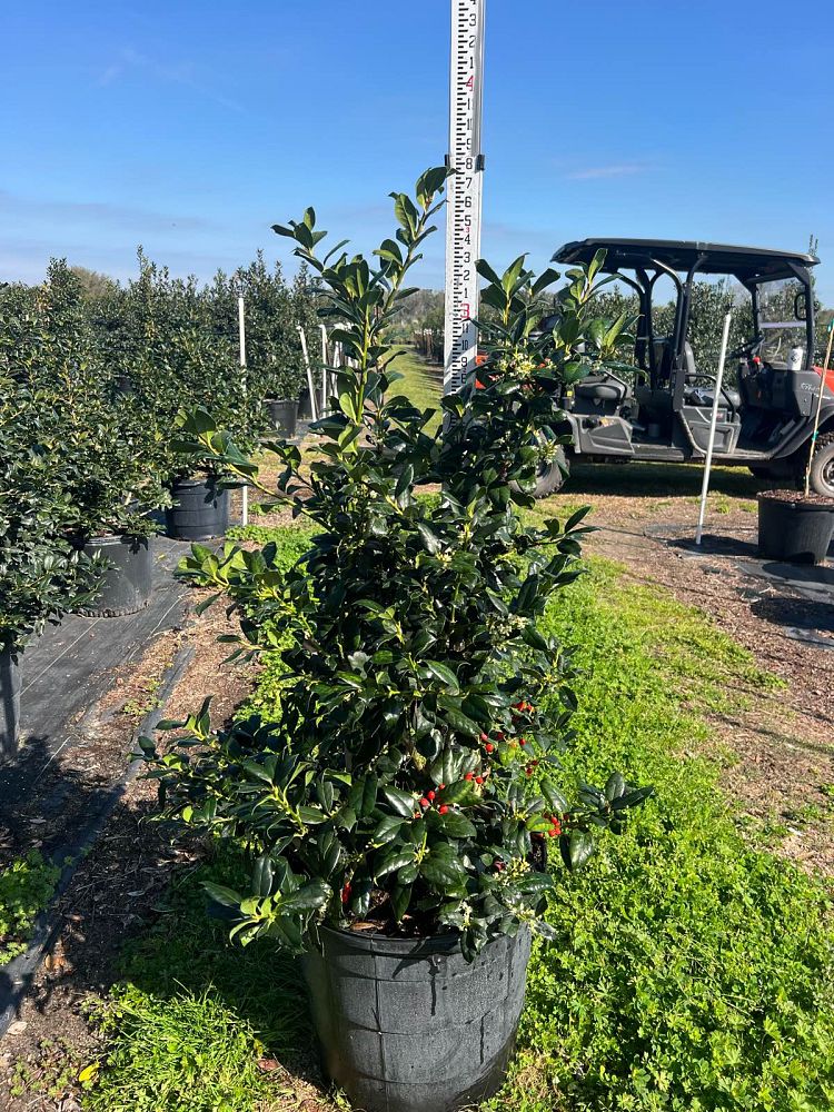 ilex-nellie-r-stevens-holly-nellie-r-stevens-holly