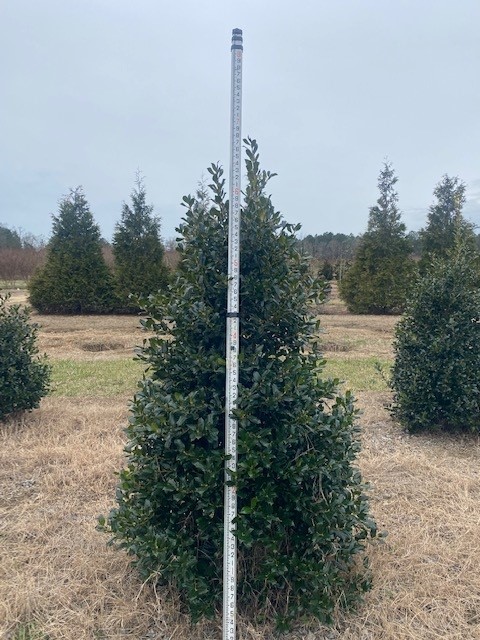 ilex-nellie-r-stevens-holly-nellie-r-stevens-holly