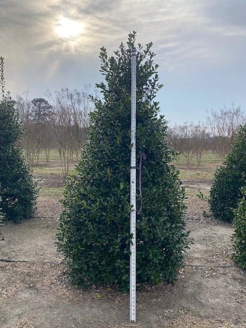 ilex-nellie-r-stevens-holly-nellie-r-stevens-holly