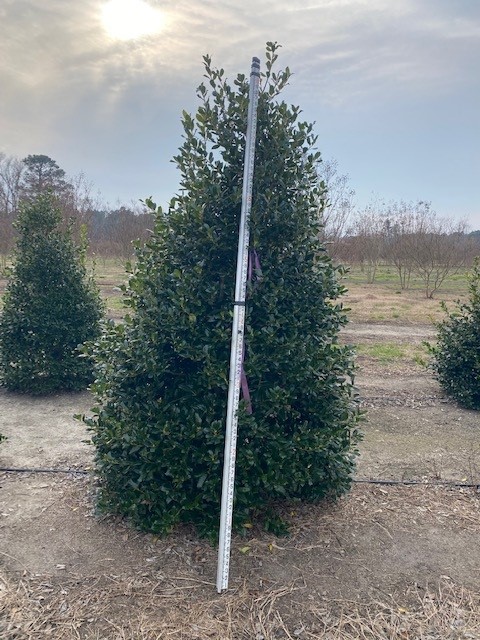 ilex-nellie-r-stevens-holly-nellie-r-stevens-holly
