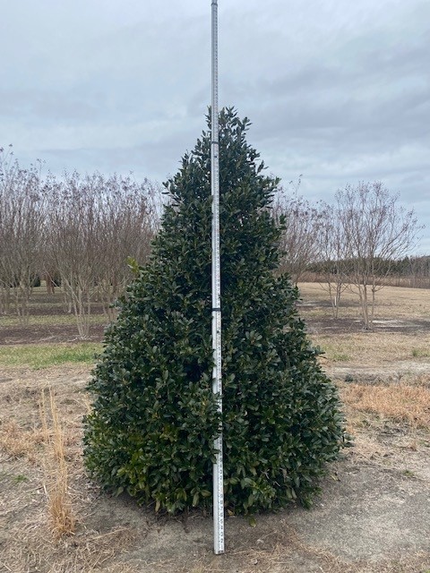 ilex-nellie-r-stevens-holly-nellie-r-stevens-holly