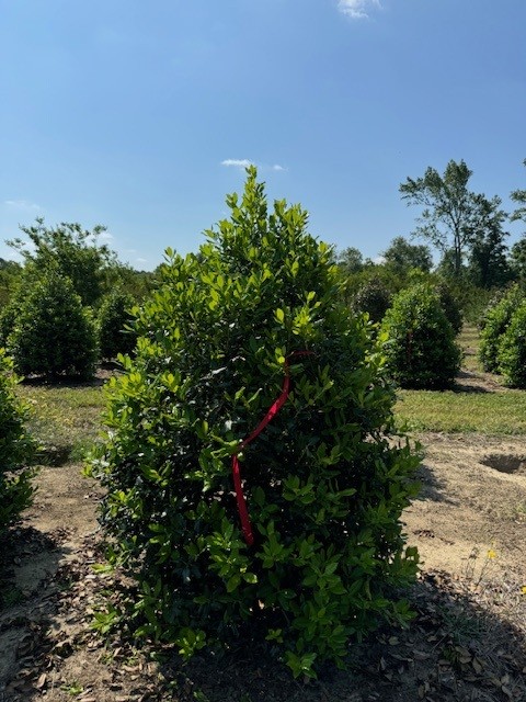 ilex-nellie-r-stevens-holly-nellie-r-stevens-holly