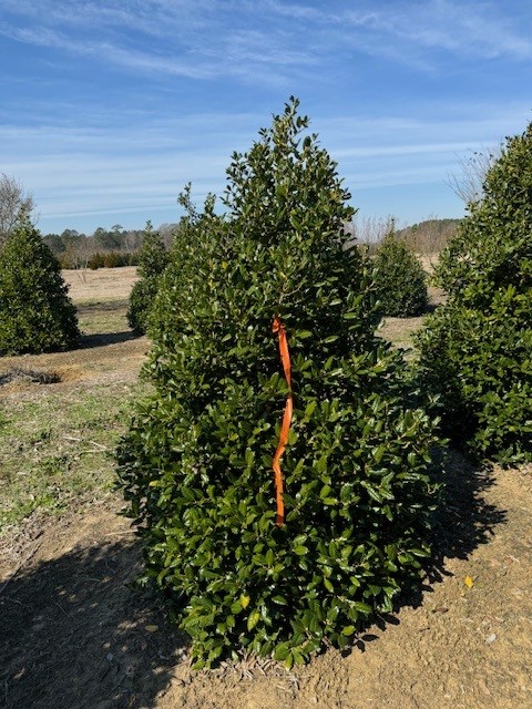 ilex-nellie-r-stevens-holly-nellie-r-stevens-holly