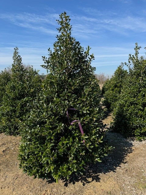 ilex-nellie-r-stevens-holly-nellie-r-stevens-holly