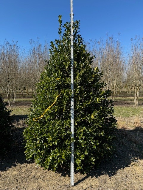 ilex-nellie-r-stevens-holly-nellie-r-stevens-holly