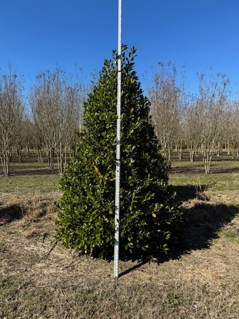 ilex-nellie-r-stevens-holly-nellie-r-stevens-holly