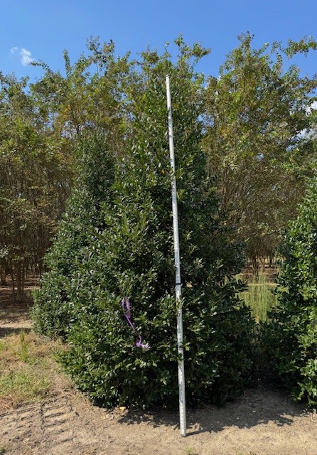 ilex-nellie-r-stevens-holly-nellie-r-stevens-holly