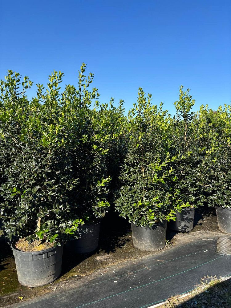 ilex-nellie-r-stevens-holly-nellie-r-stevens-holly