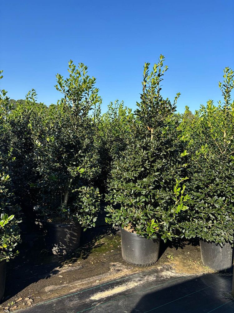 ilex-nellie-r-stevens-holly-nellie-r-stevens-holly