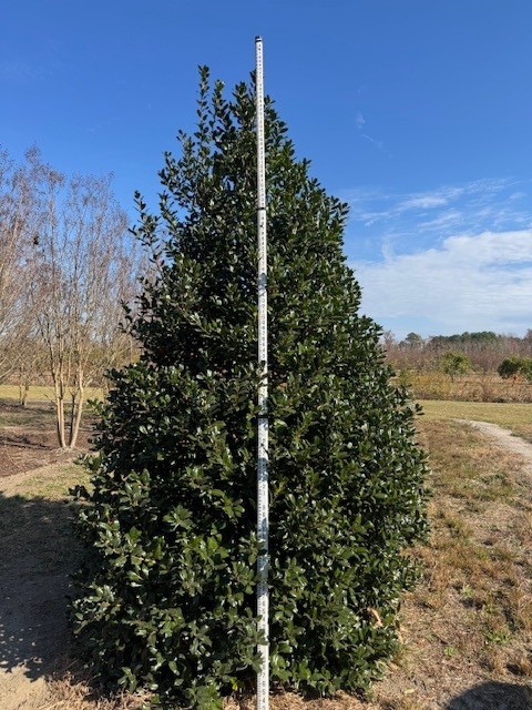 ilex-nellie-r-stevens-holly-nellie-r-stevens-holly