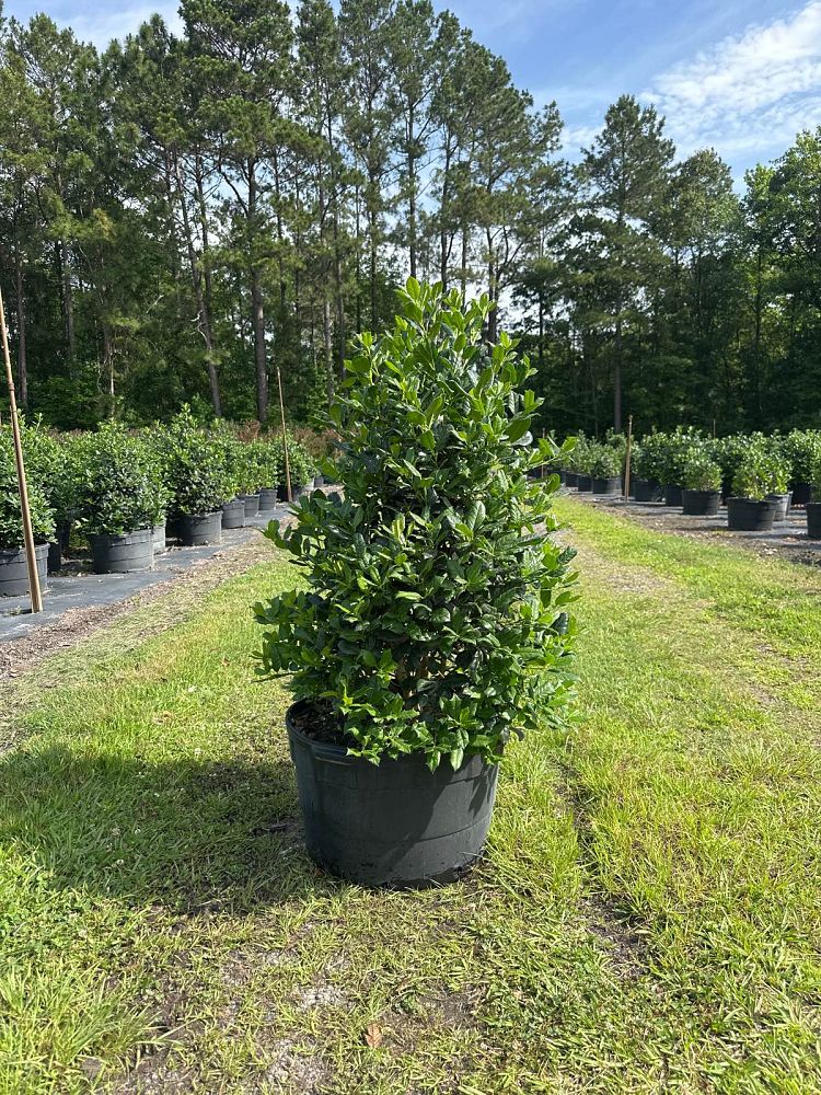 ilex-nellie-r-stevens-holly