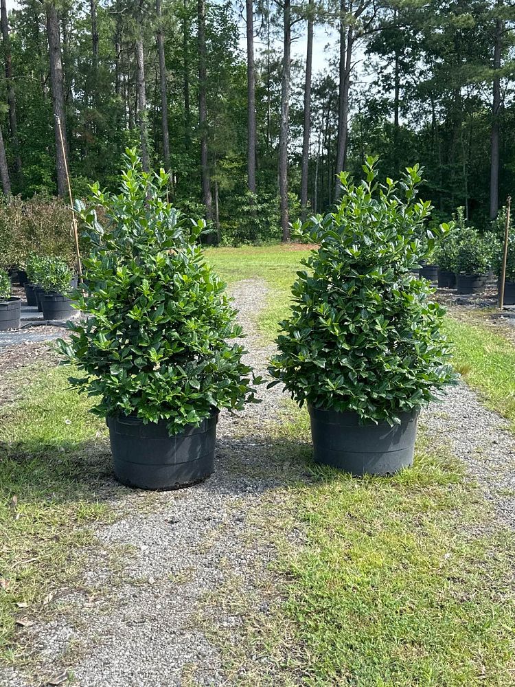 ilex-nellie-r-stevens-holly