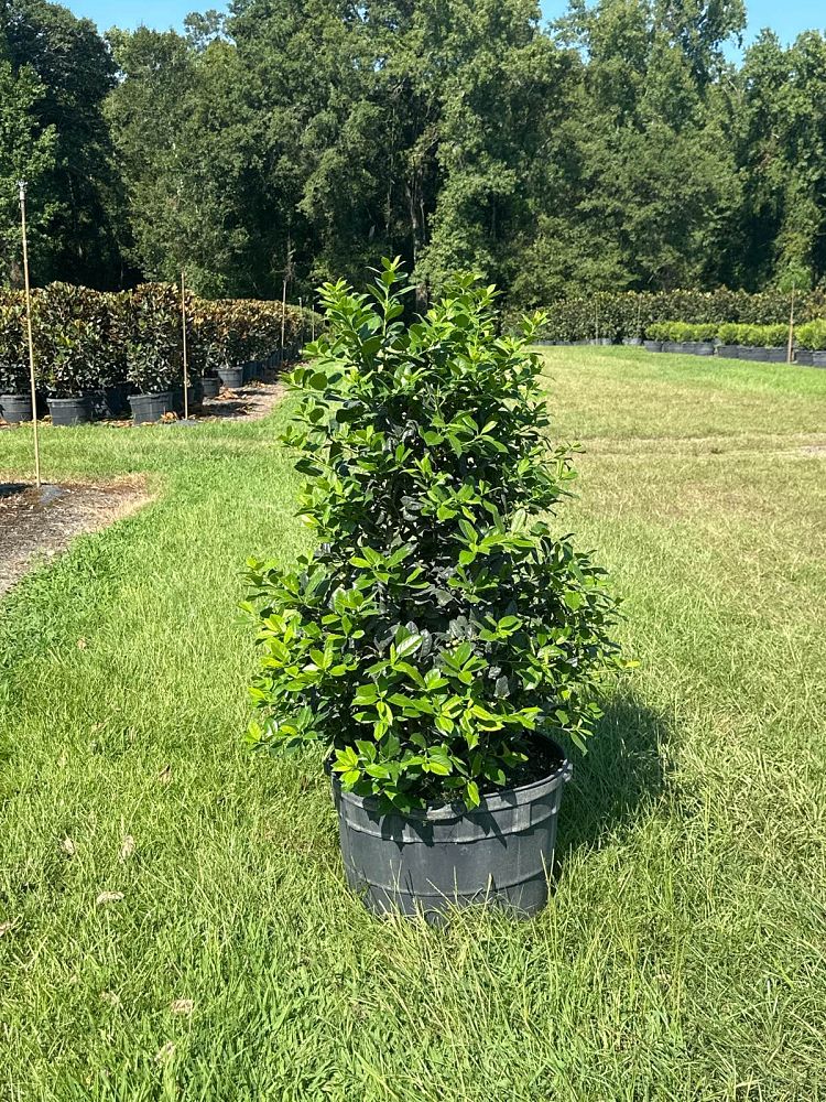 ilex-nellie-r-stevens-holly