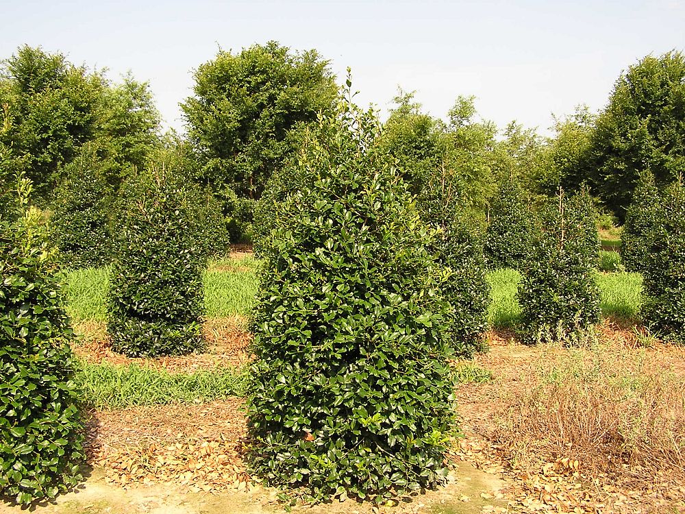 ilex-opaca-greenleaf-american-holly